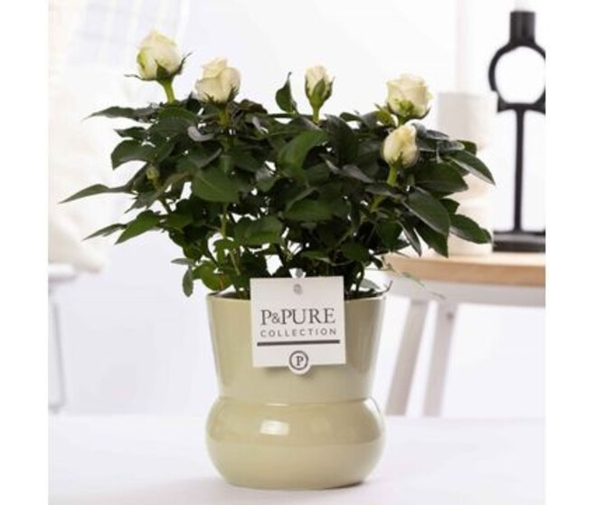 ROSIER BEAUMONDE BLANC CERAM