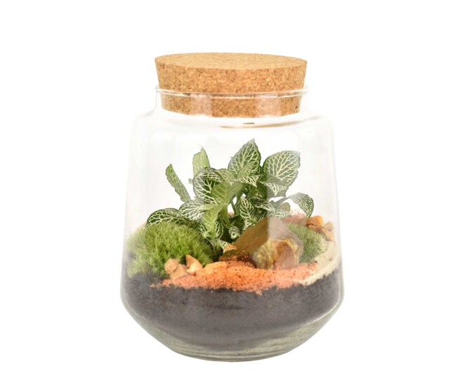 TERRARIUM FELIX 20