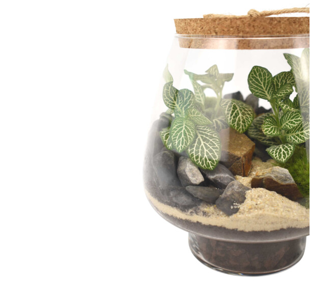 TERRARIUM KEMPII 20