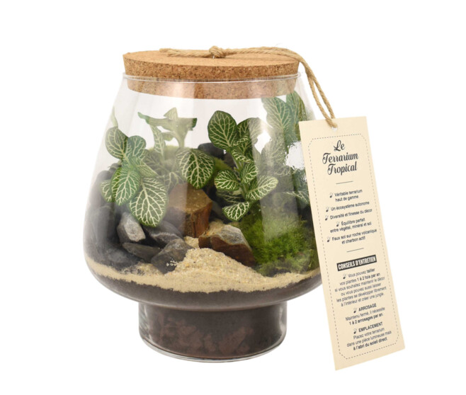 TERRARIUM KEMPII 20