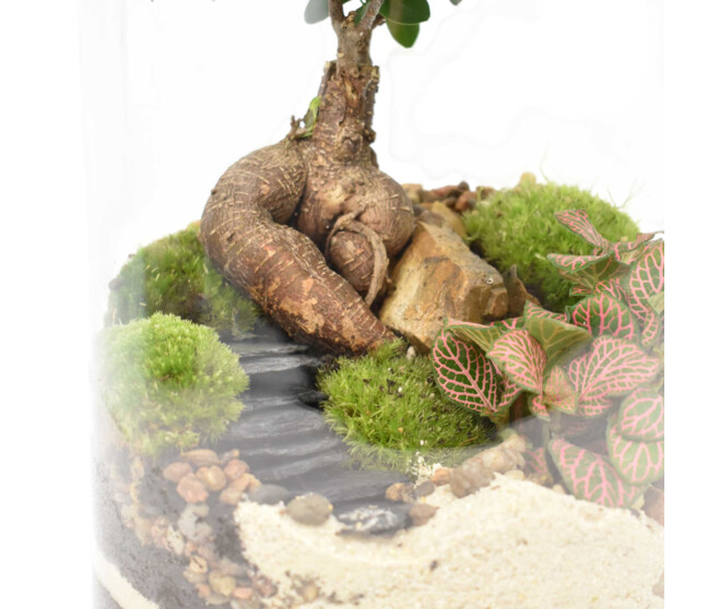 TERRARIUM ZOYA 20