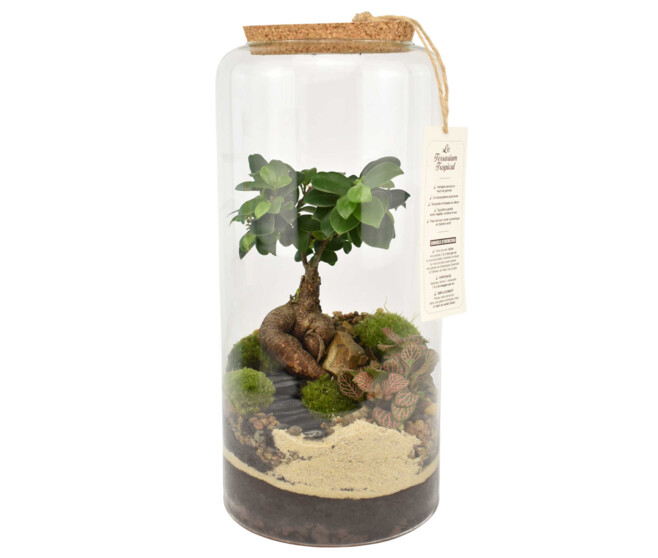 TERRARIUM ZOYA 20