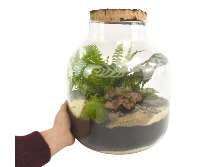 TERRARIUM JADE 20