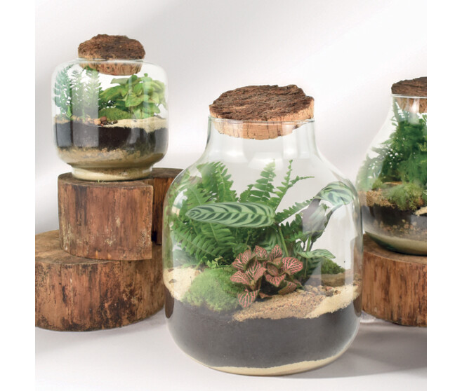 TERRARIUM JADE 20