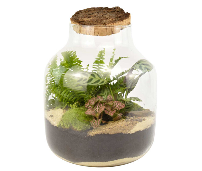 TERRARIUM JADE 20