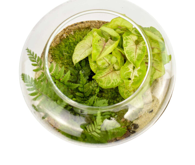 TERRARIUM AGATHE 20