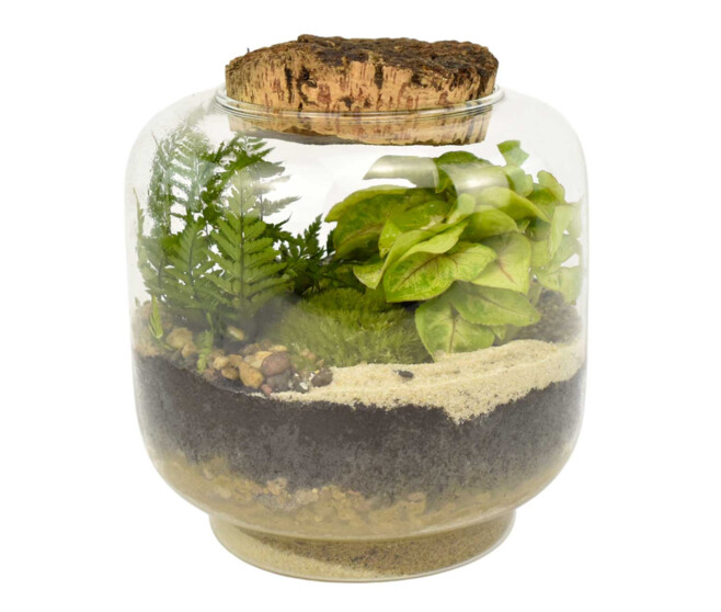 TERRARIUM AGATHE 20