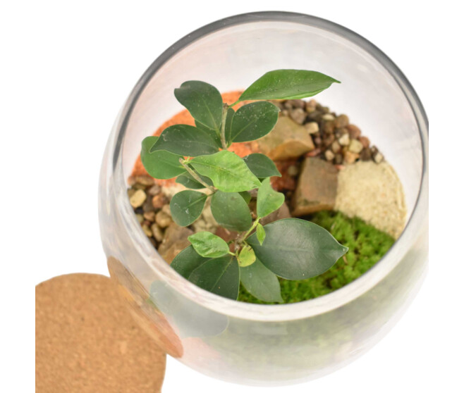 TERRARIUM MARCEL 20
