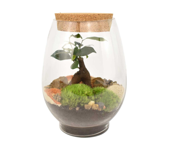 TERRARIUM MARCEL 20