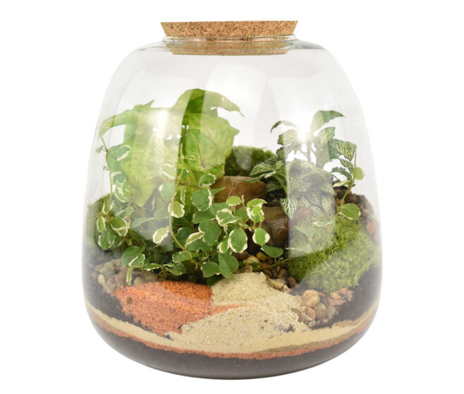 TERRARIUM TOM 20