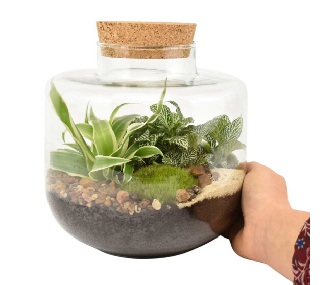 TERRARIUM ARSENE 20
