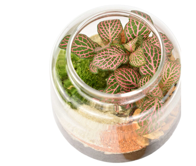TERRARIUM PAUL 20