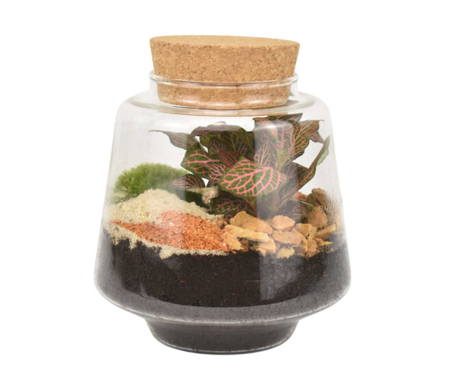 TERRARIUM PAUL 20
