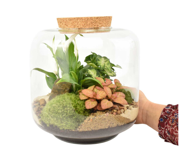 TERRARIUM LOU 20