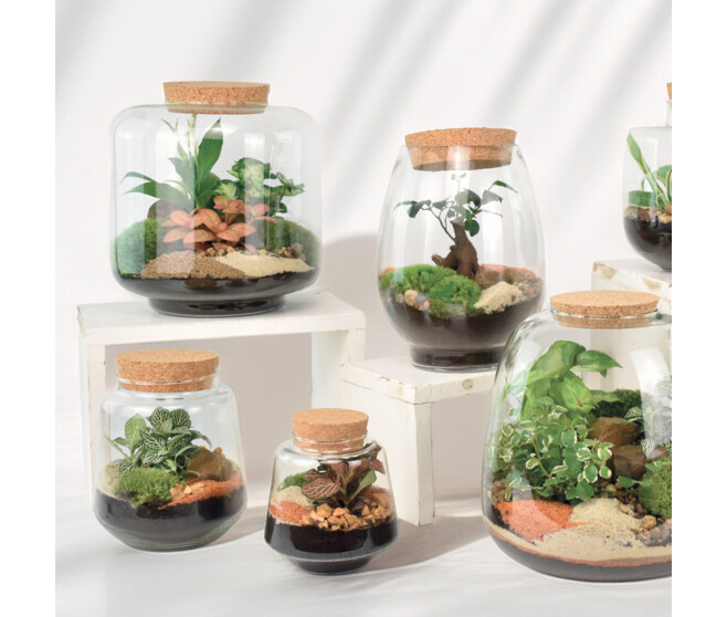 TERRARIUM LOU 20