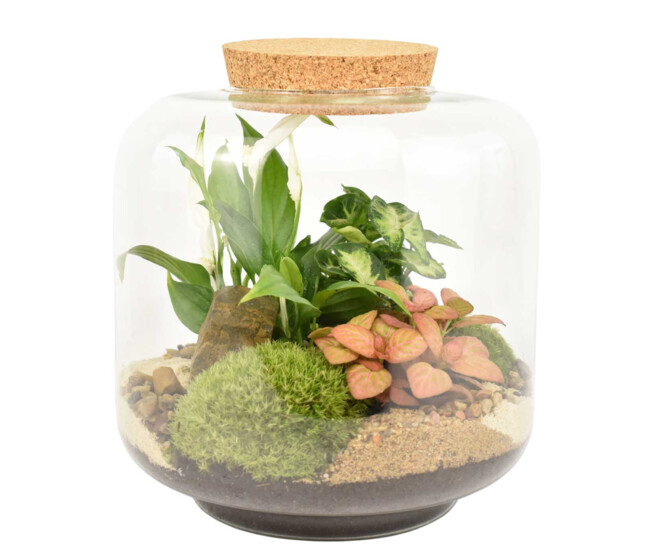 TERRARIUM LOU 20