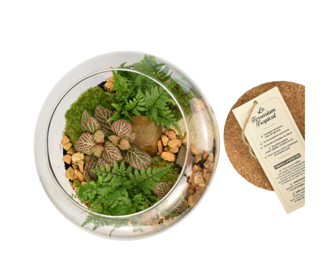 TERRARIUM FLORIDE 20