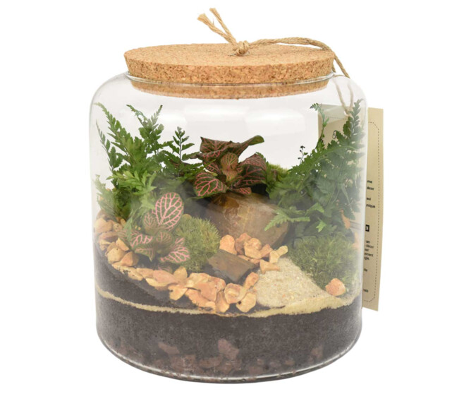 TERRARIUM FLORIDE 20