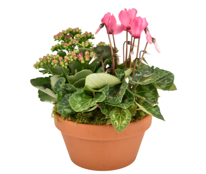 COUPE TERRE CUITE ROSE