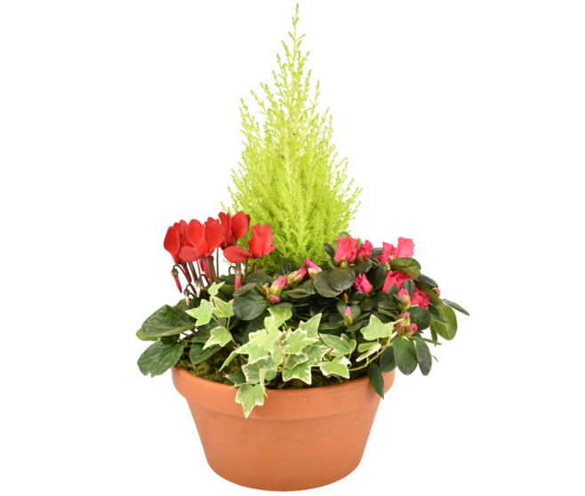 COUPE TERRE CUITE DANIEL