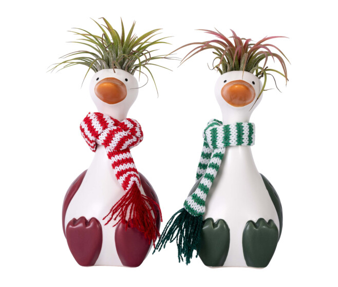 TILLANDSIA CERAM OIE