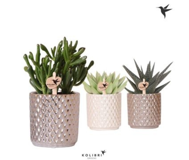 SUCCULENTE CERAM