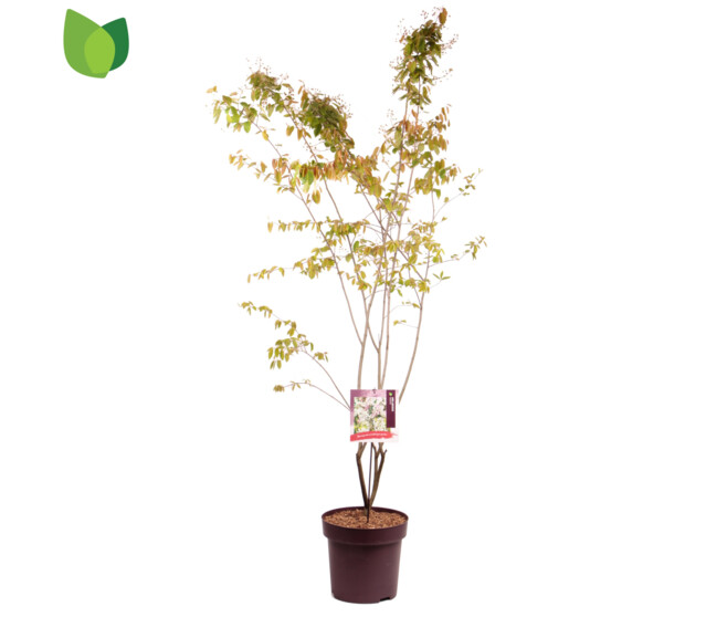 AMELANCHIER LAMARCKII