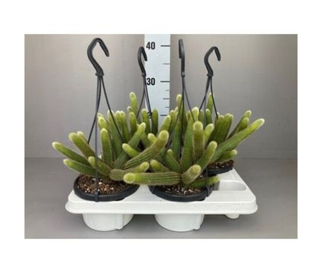 CACTUS HILDEWINTERA SUSP