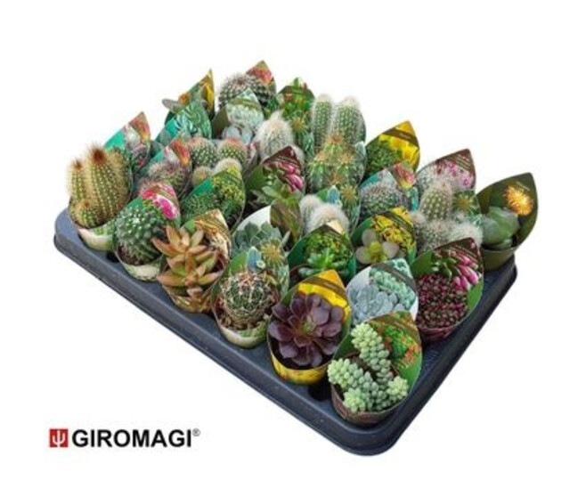 CACTUS SUCCULENTE VARIE