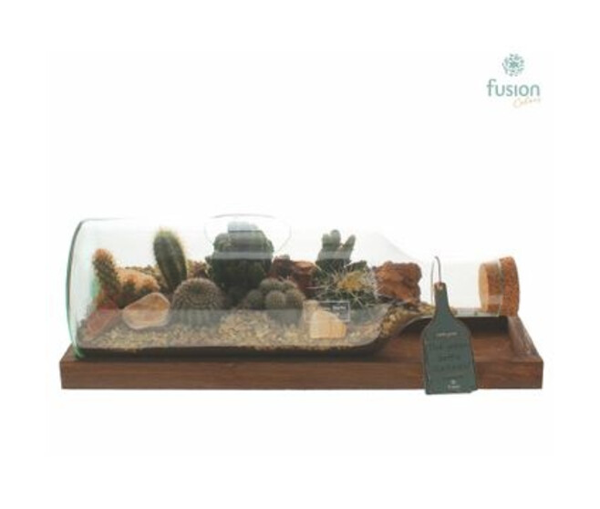 COMPO CACTUS X7 VERRE FORME BOUTEILLE