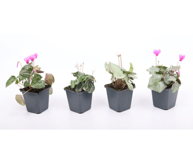 CYCLAMEN HEDERIFOLIUM