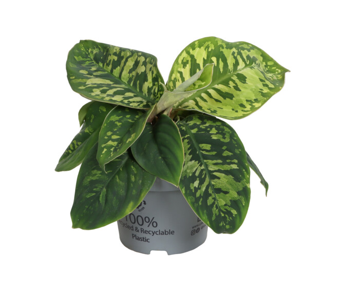 HOMALOMENA CAMOUFLAGE