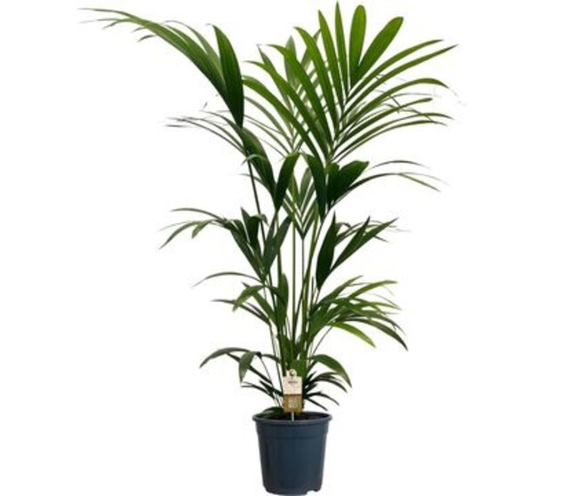 KENTIA FORSTERIANA