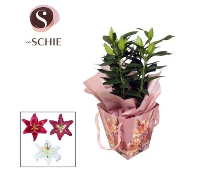 LILIUM 3PP SAC