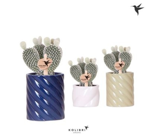 CACTUS OPUNTIA CERAM