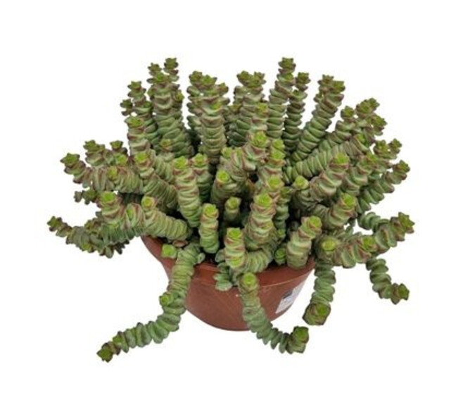 CRASSULA MARNIERIANA