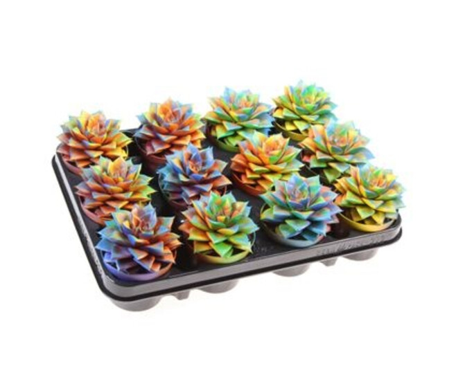 ECHEVERIA PURPUSORUM TEINTE VARIE