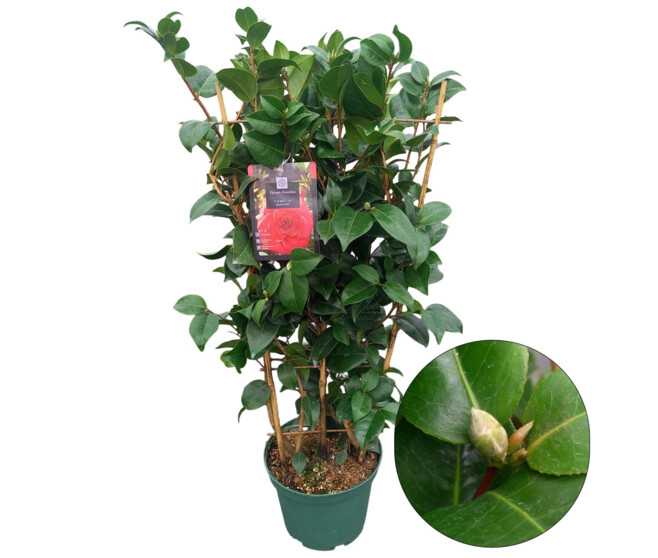 CAMELLIA JAPONICA ROUGE PALISSE