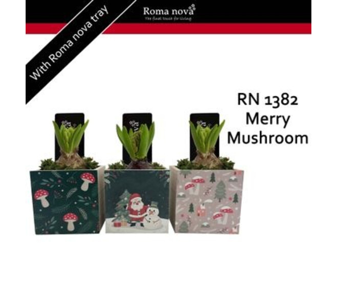 JACINTHE X1 BAC BOIS NOEL