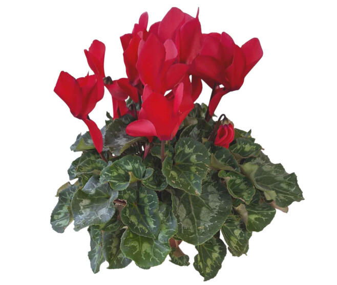 CYCLAMEN 25/30  ROUGE ET BLANC