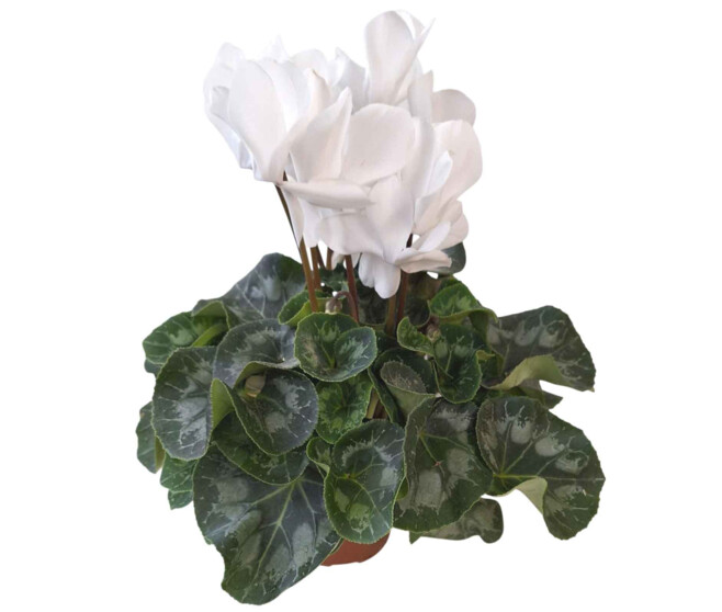 CYCLAMEN 25/30  ROUGE ET BLANC
