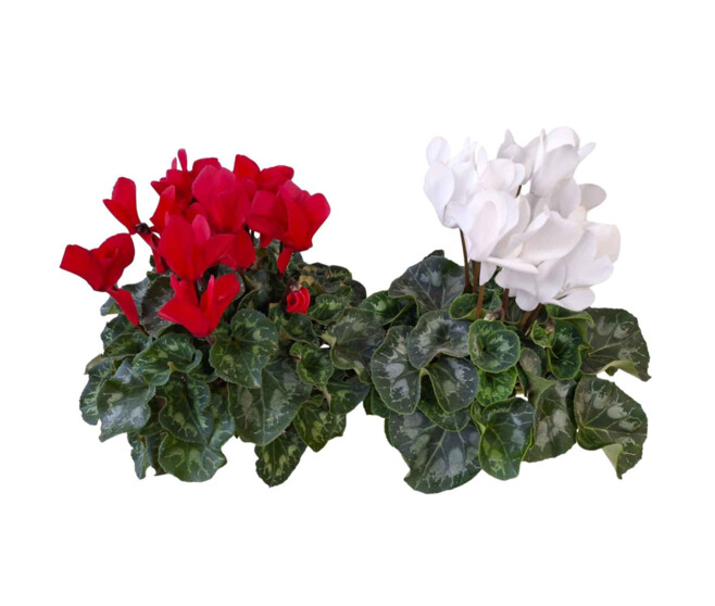 CYCLAMEN 25/30  ROUGE ET BLANC