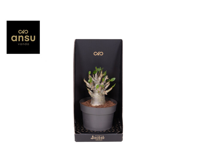 ADENIUM  ANSU BAOBAB