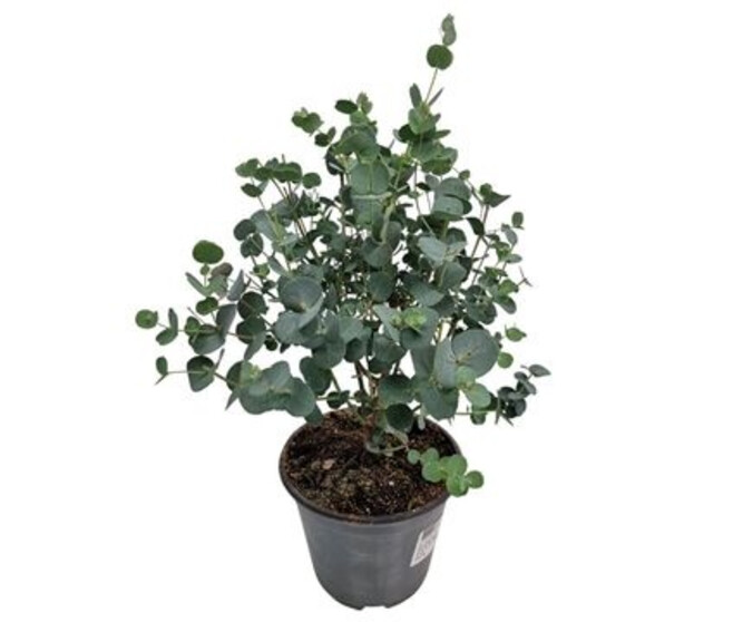 EUCALYPTUS GUNNII