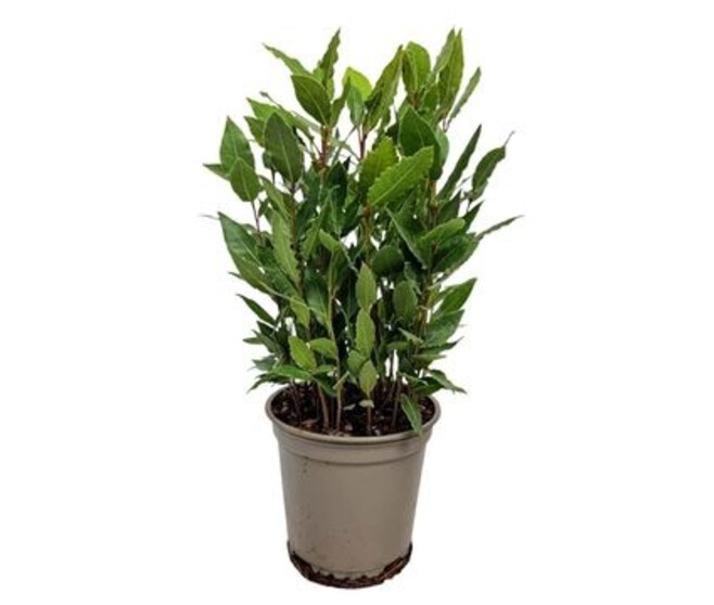 LAURUS NOBILIS