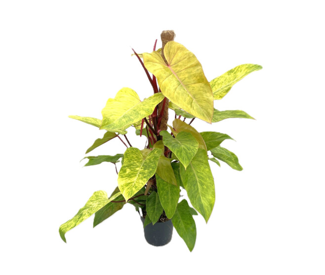 PHILODENDRON PAINTED LADY TM