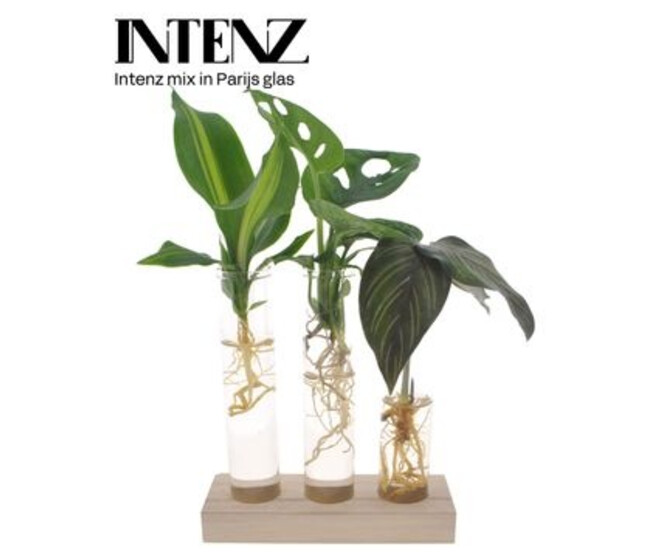 PLANTE VERTE VARIEE TUBE VERRE BOIS