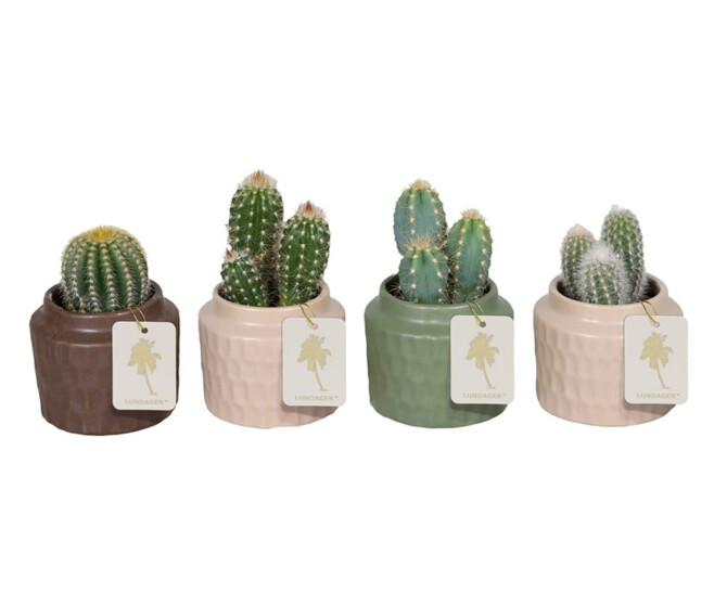 CACTUS VARIE CERAM