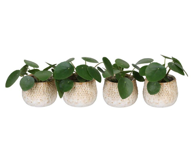 PILEA PEPEROMOIDES CERAM