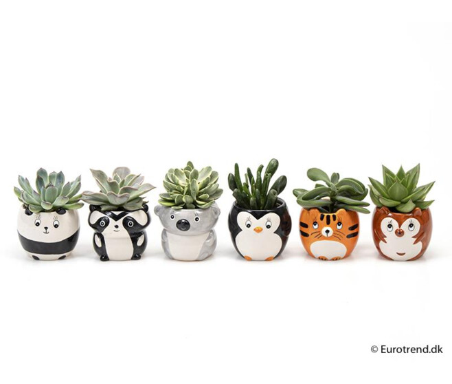 SUCCULENTE CERAM ANIMAUX